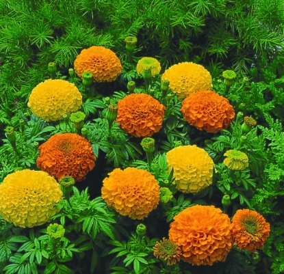 Picture of Marigold African - Inca Series F1 Blended Mixture
